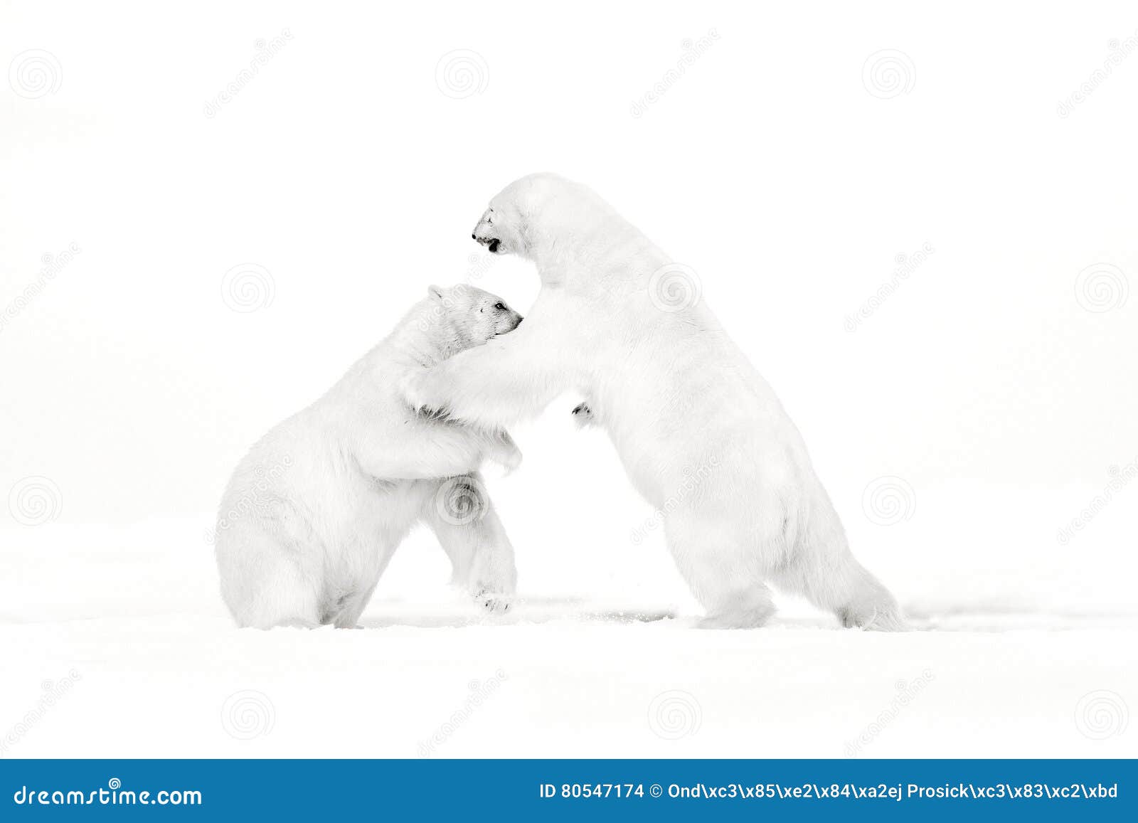 52,956 Animal Fighting Stock Photos - Free & Royalty-Free Stock Photos from Dreamstime 52,956 Animal Fighting Stock Photos - Free & Royalty-Free Stock Photos from Dreamstime