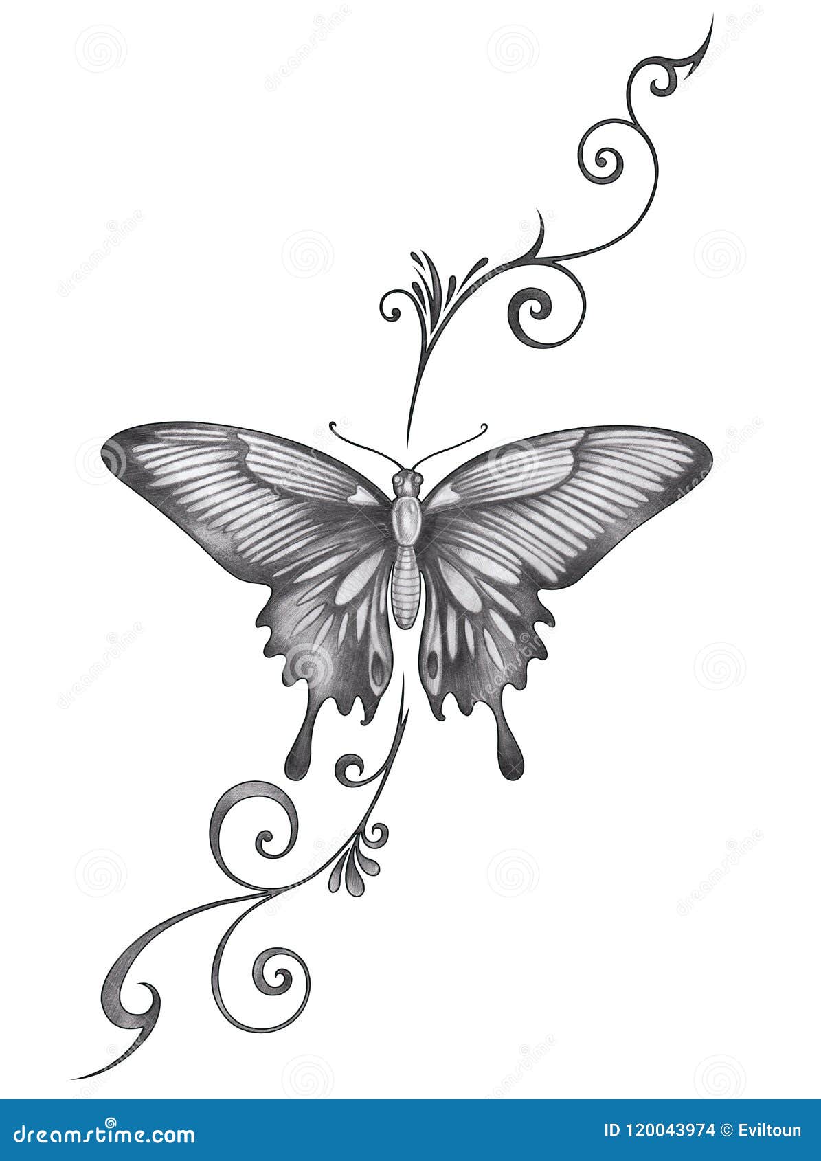 Featured image of post Pencil Drawing Images Of Butterfly - Butterfly paper drawing pencil, butterfly, insects, color, colored pencil png.