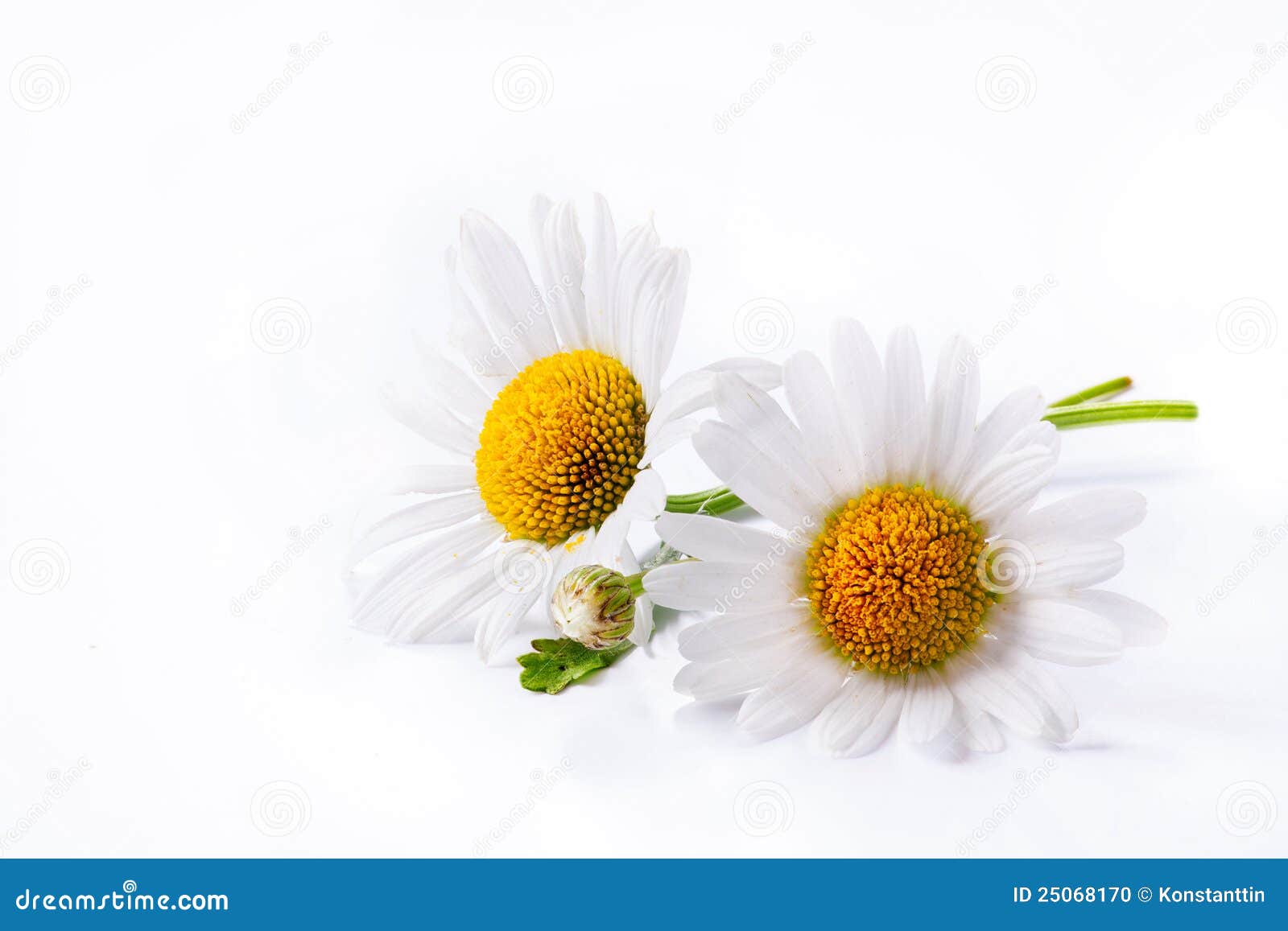 Art Daisies Summer Flower Isolated on White Stock Photo Image of