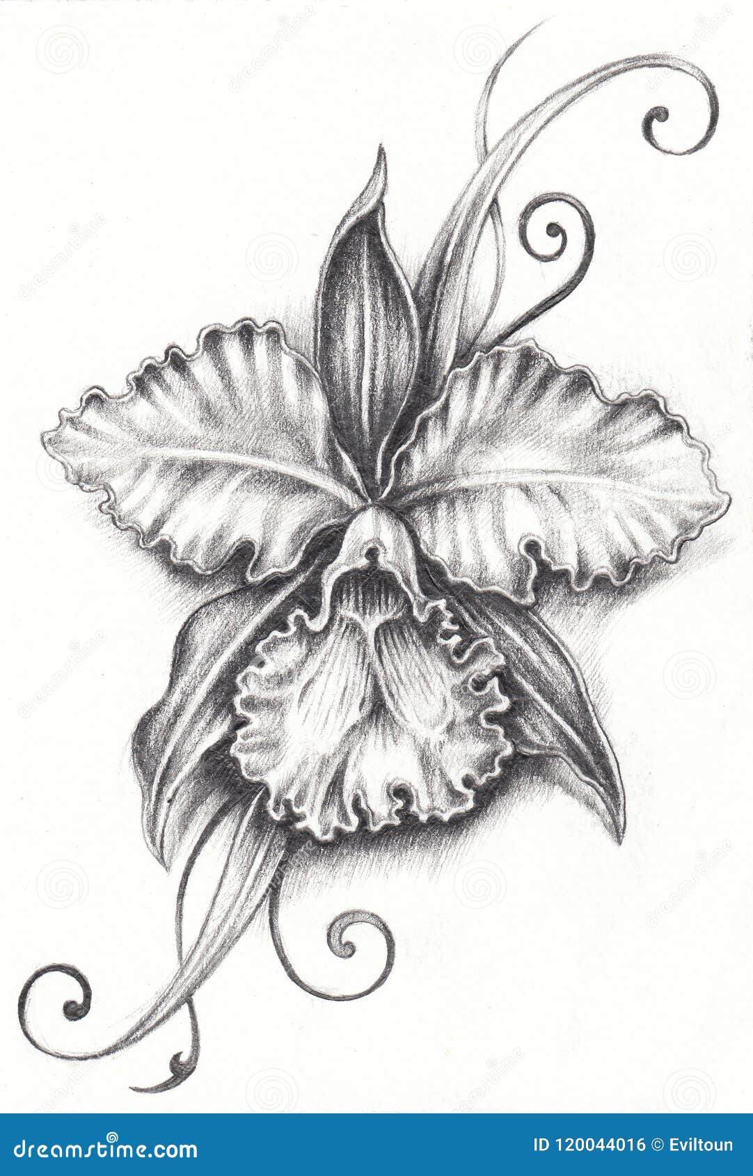 Cattleya tattoo designs