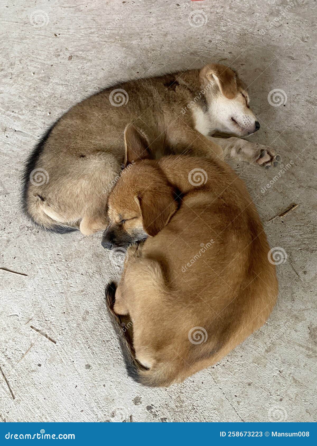 Dog sleeping on the ground stock image. Image of portrait 258673223