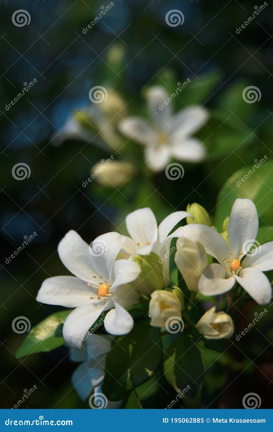 orange jasmine. murraya paniculata, chalcas exotica, murraya exotica, white flowers.