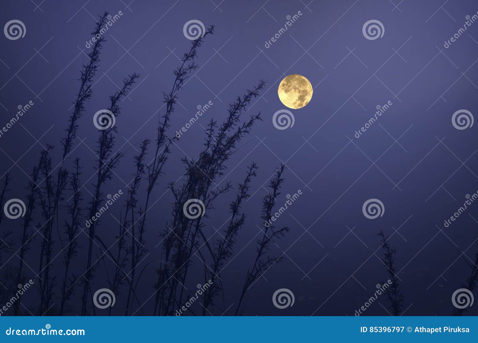 Art of Grass in Full Moon Night Stock Image Image of fresh, landscape