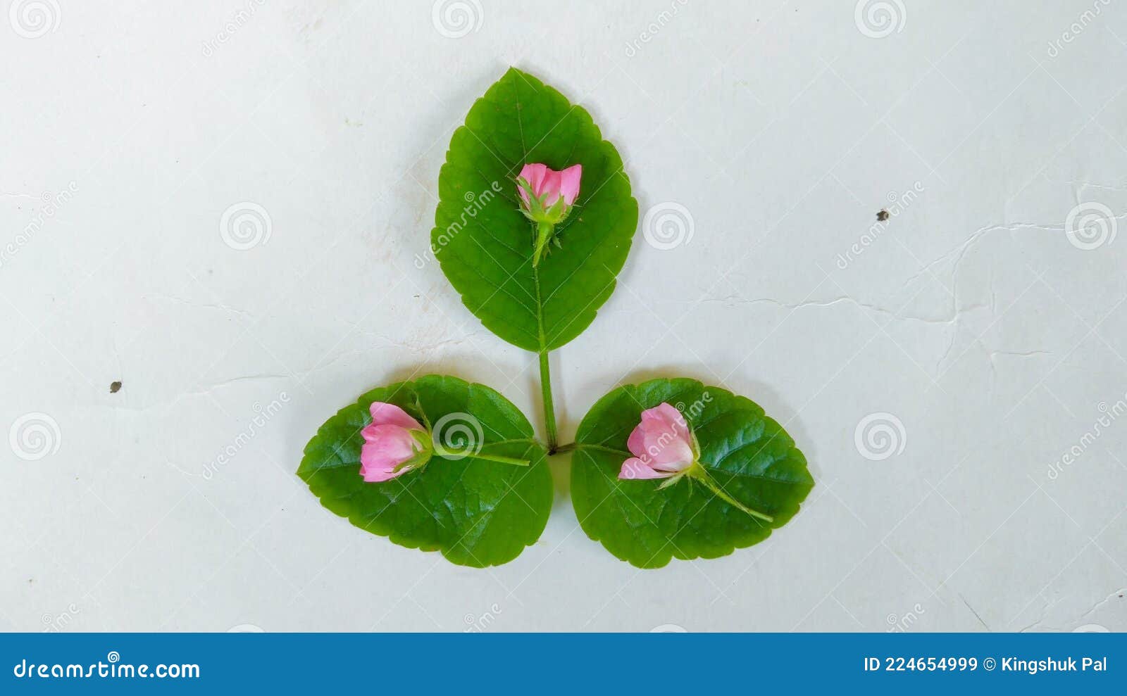 art of green leaf with small jangle flower's, white background