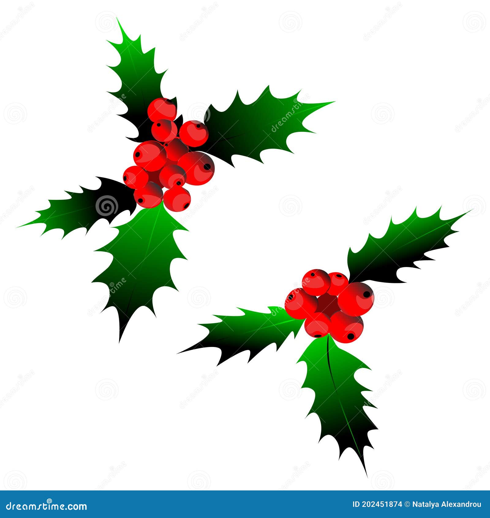 Isolated Clipart, Holly, Christmas Plants. Art & Illustration. Stock