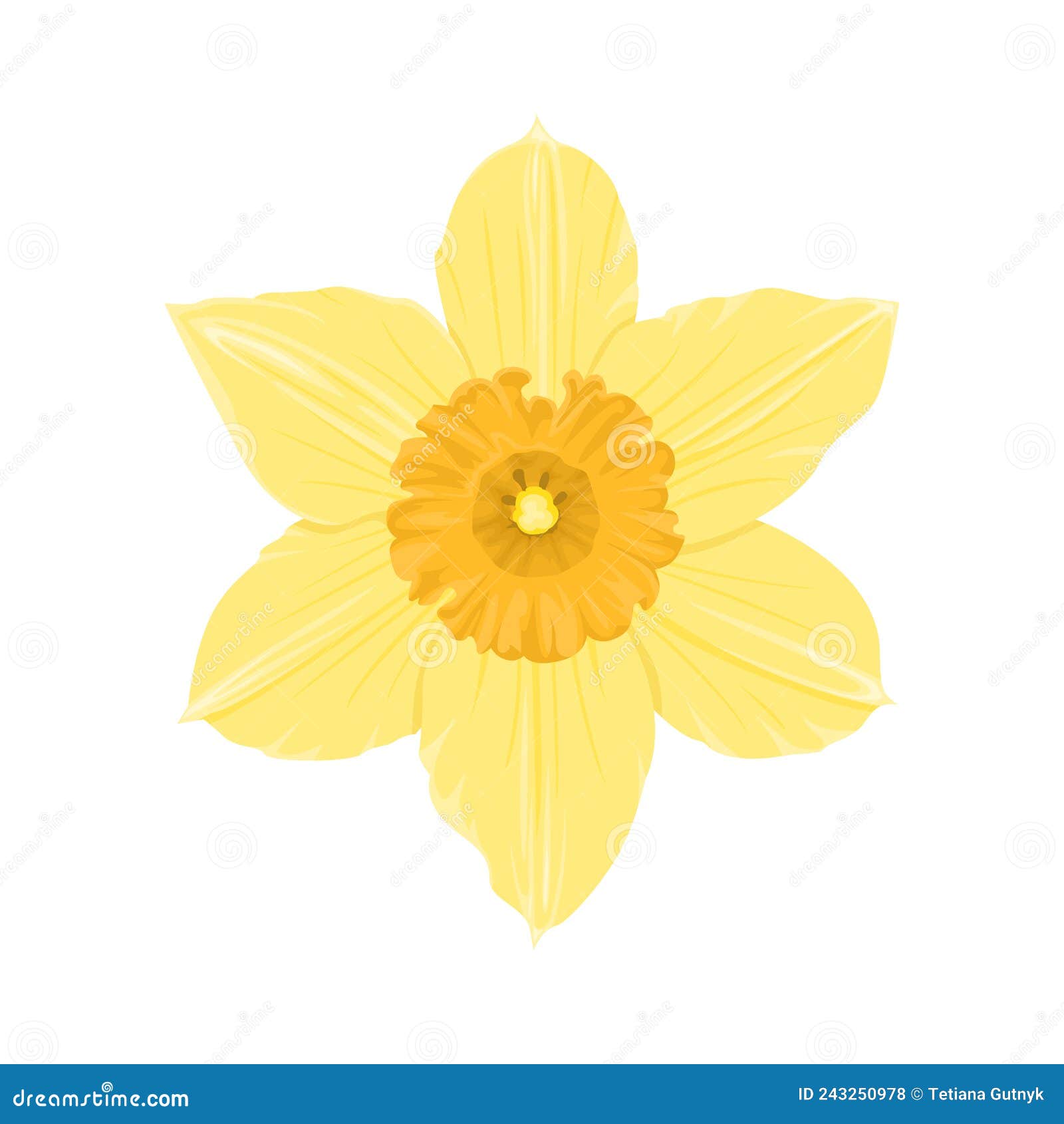 Yellow Daffodil Isolated on White. Flower Icon. Stock Vector ...