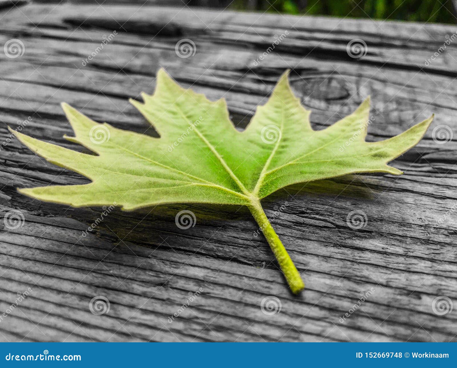 Chinar leaf | Plant leaves, Leaves, Plants