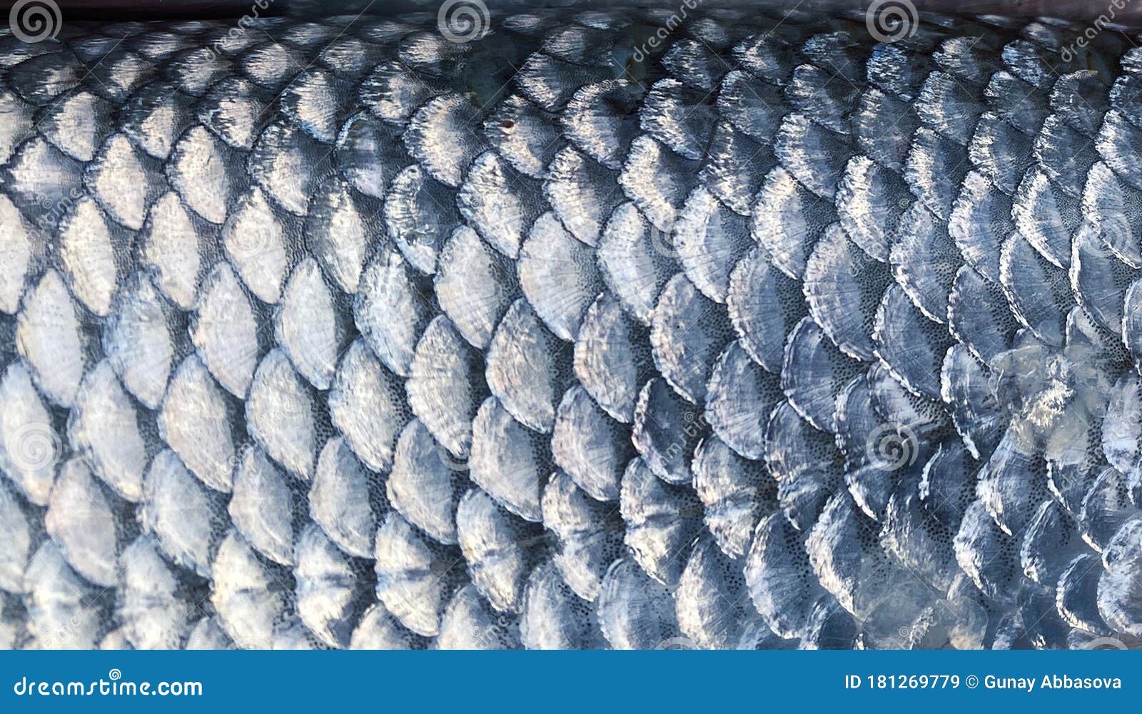 Art Real Walleye Fish Scales Background Stock Image - Image of