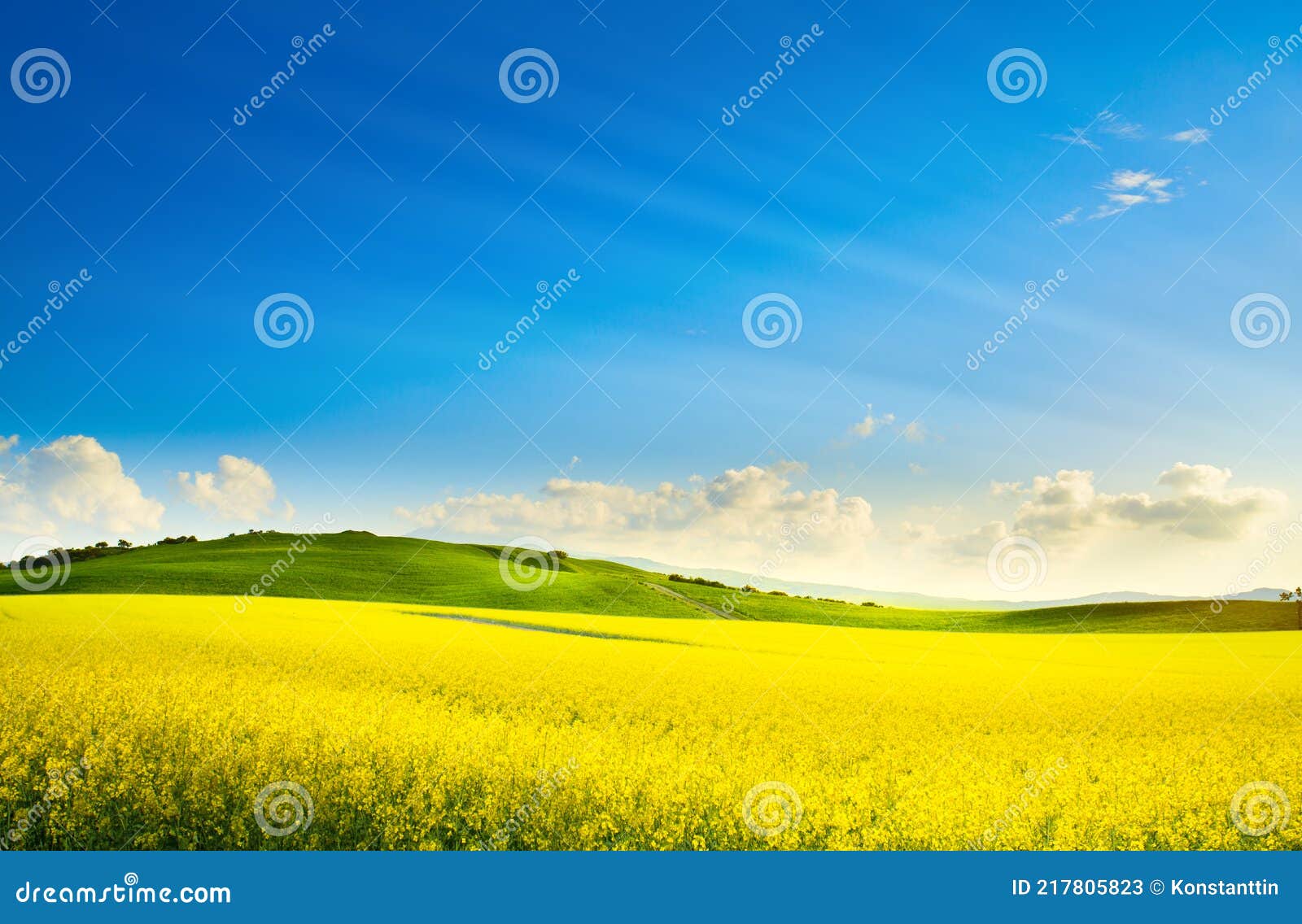 art springtime rural landscape. rape spring field and blue sky horizon