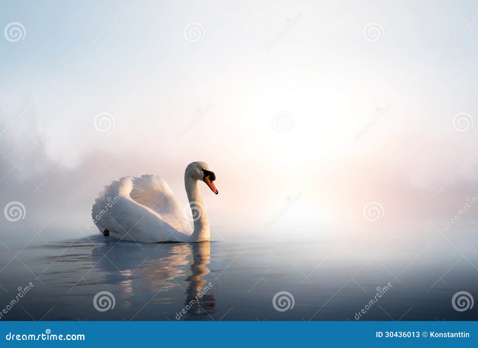 art swan floating on the water at sunrise of the day