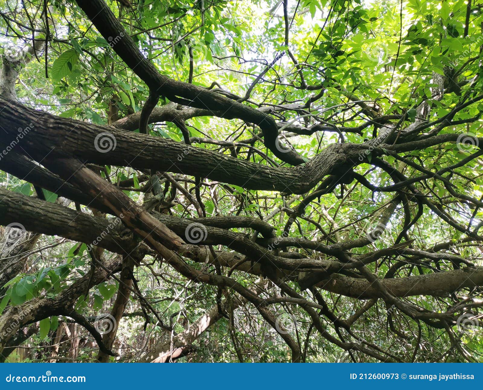 Art Tree in the Forest. this Tree Biuty Stock Image Image of