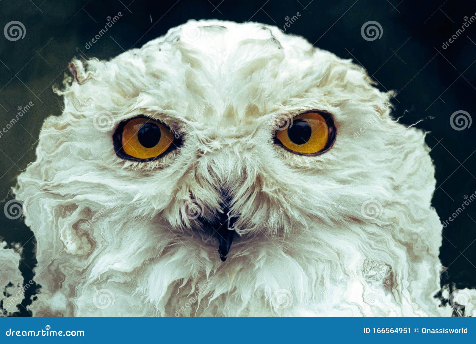 Arte Abstrata De Fechamento De Coruja Branca Imagem de Stock - Imagem de  coruja, branco: 166564951, image size:1600x1157