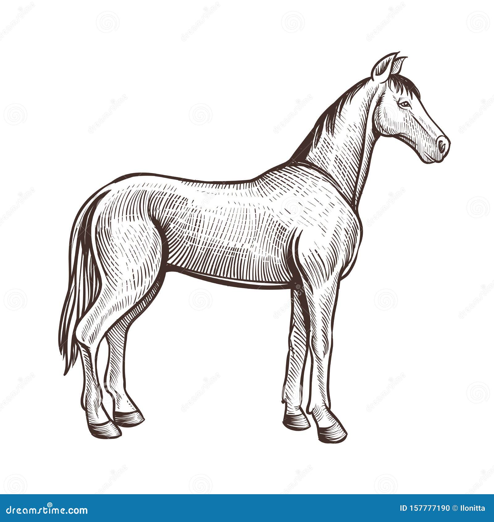 Desenho conduzindo o cavalo – Equoideias®