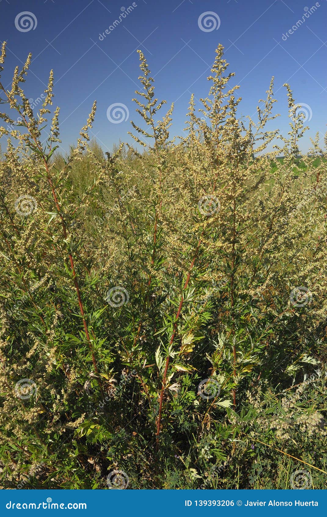 artemisa vulgaris, allergens plants