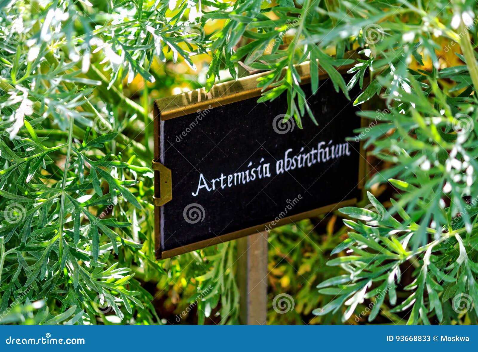 Nnis Dell'assenzio (artemisia Absinthium)) Immagine Stock - Immagine Di - Foto 6