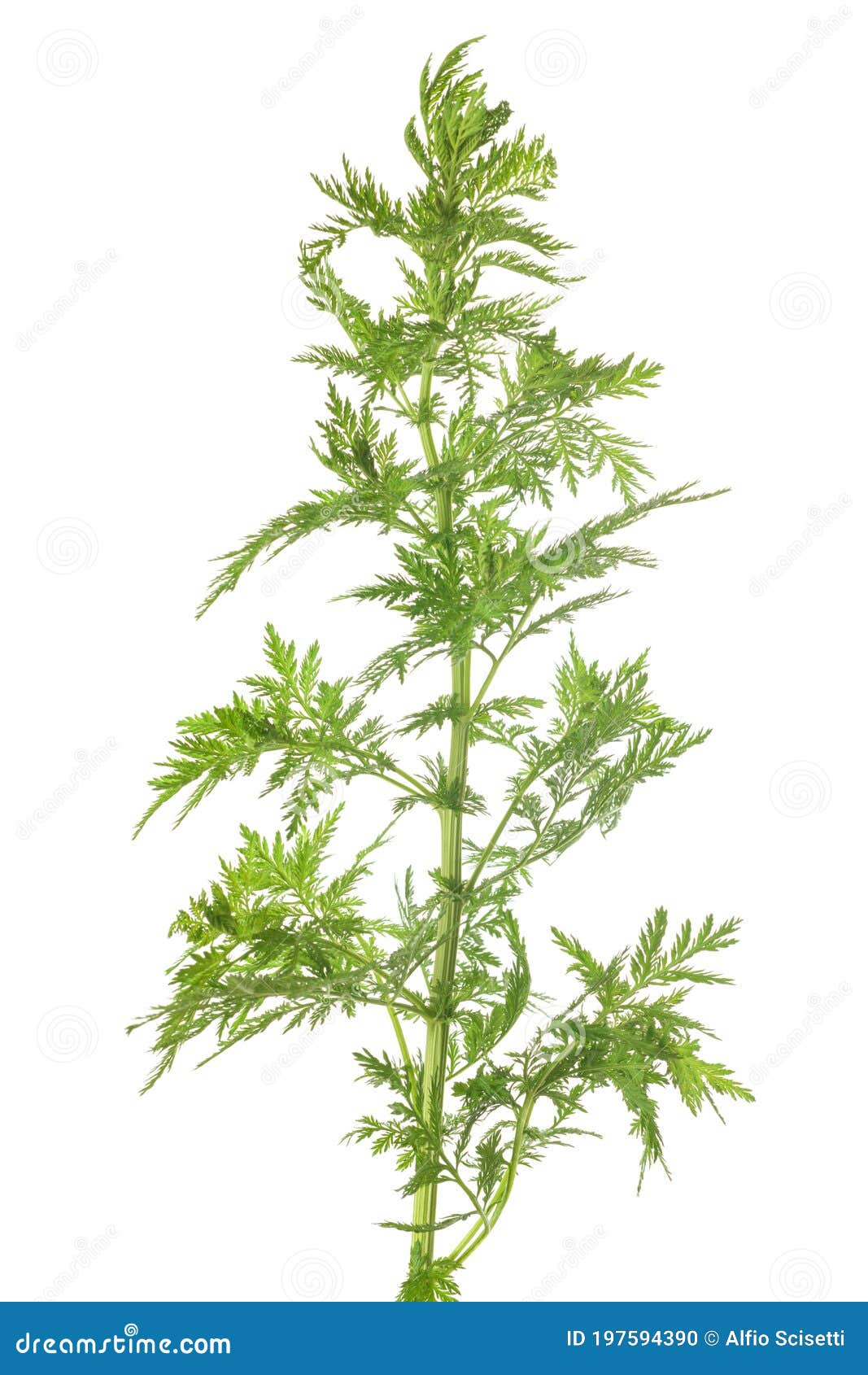 Artemisia annua plant stock photo. Image of nature, herbal - 197594390