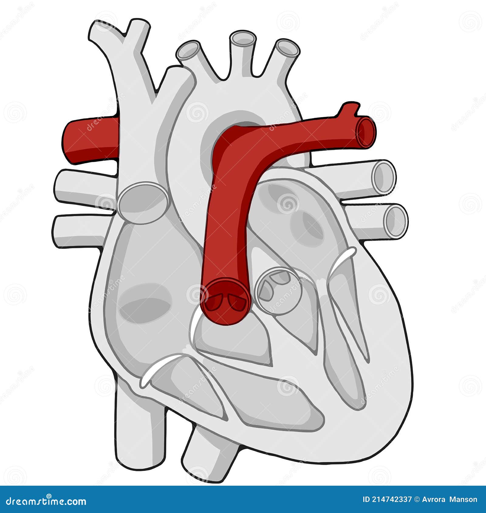 Arteria Pulmonar Corazón Cuerpo Humano Educación Stock de ilustración -  Ilustración de médico, arteria: 214742337