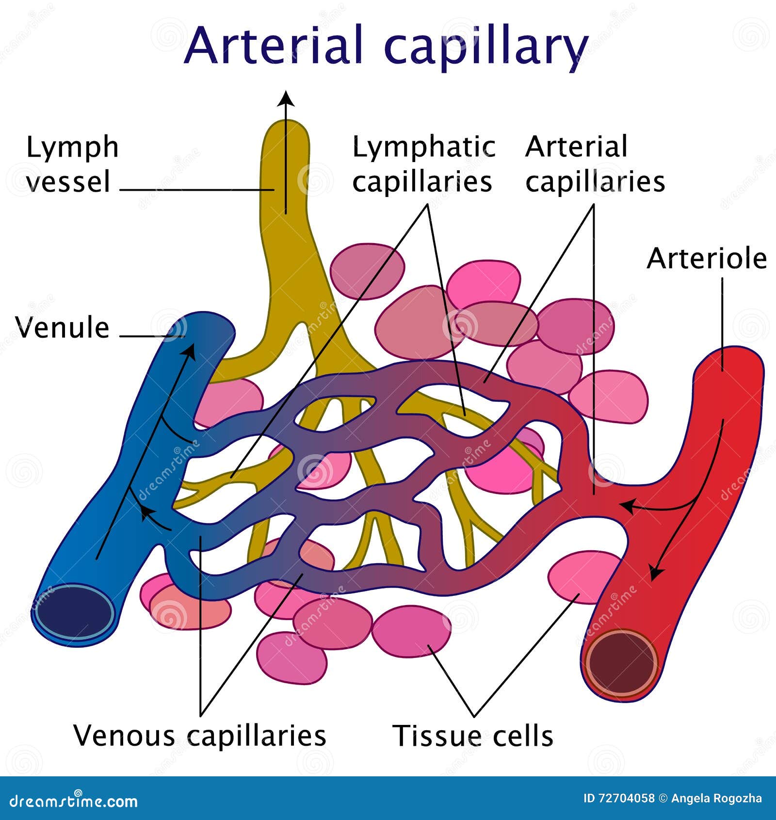 Arterial Capillary Vector Illustration Stock Vector Illustration of