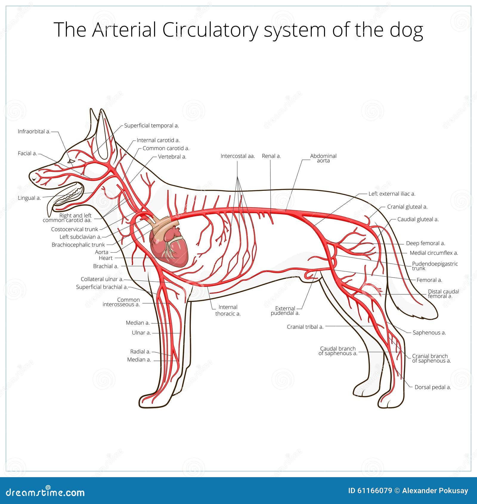 Arterial Circulatory System Of The Dog Vector Stock Vector - Image