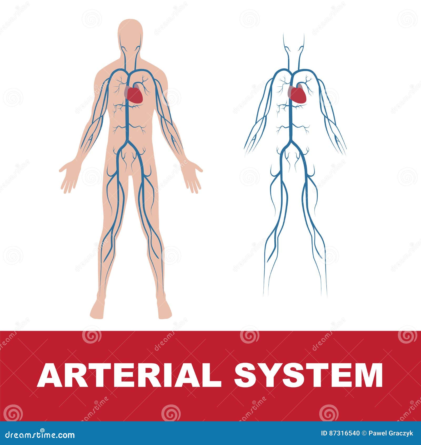Human Arterial Circulatory System, Anatomy Of Human Body Vector ... Biology Diagrams