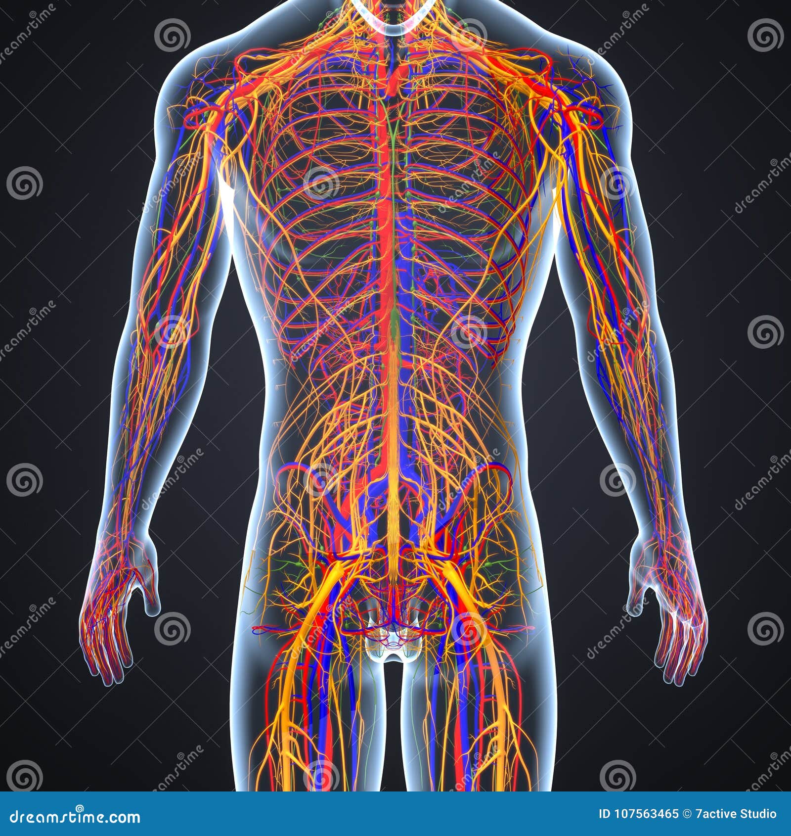 Arterie Vene E Nervi Con Il Corpo Umano Illustrazione Di Stock Illustrazione Di Assone Nervoso