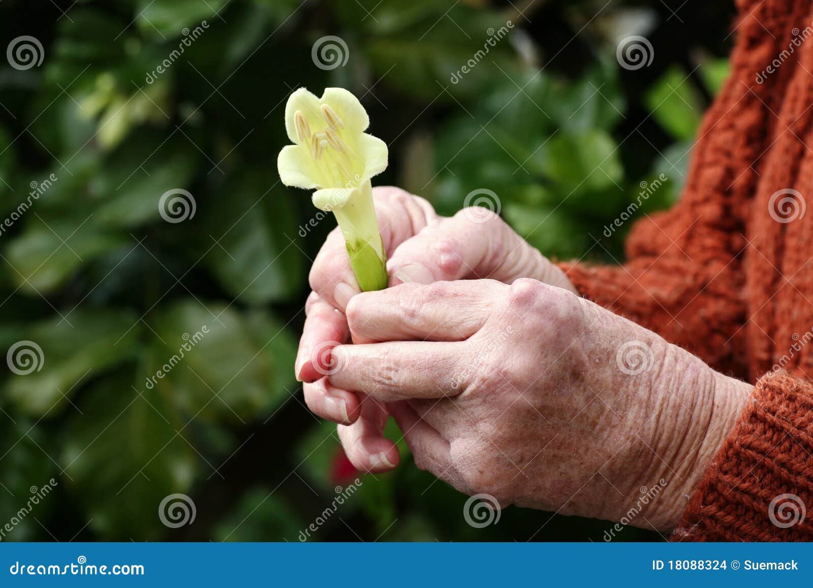 Arthritic Hands Holding a Flower Stock Photo Image of arthritis