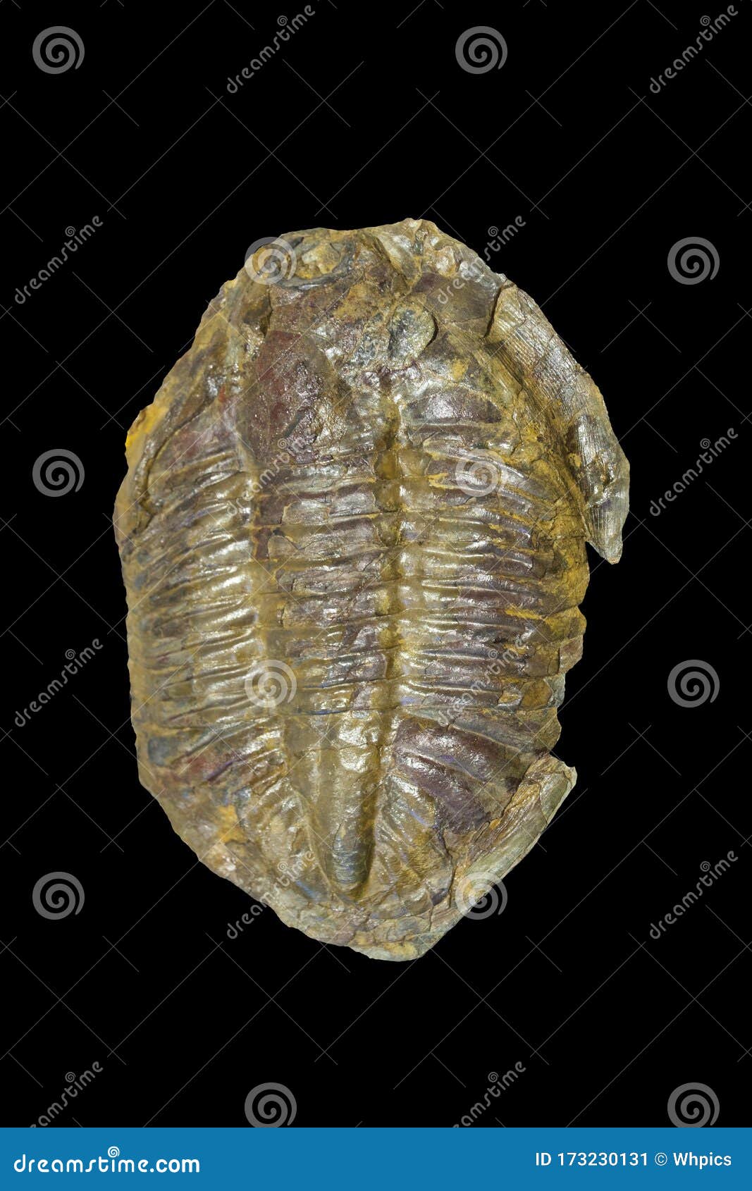 arthropod fossil. ordovician era
