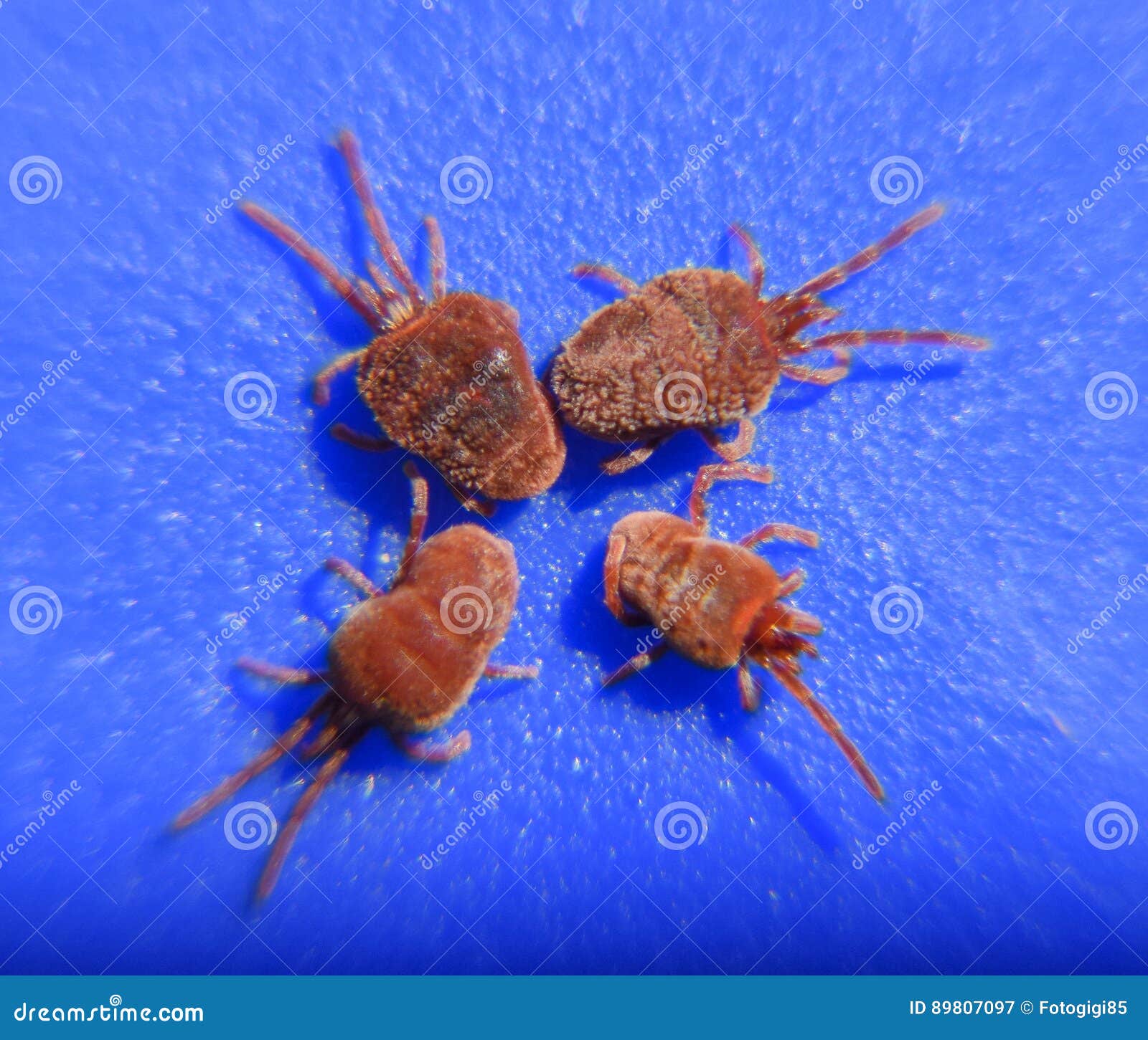 arthropod mites on a blue background. close up macro red velvet