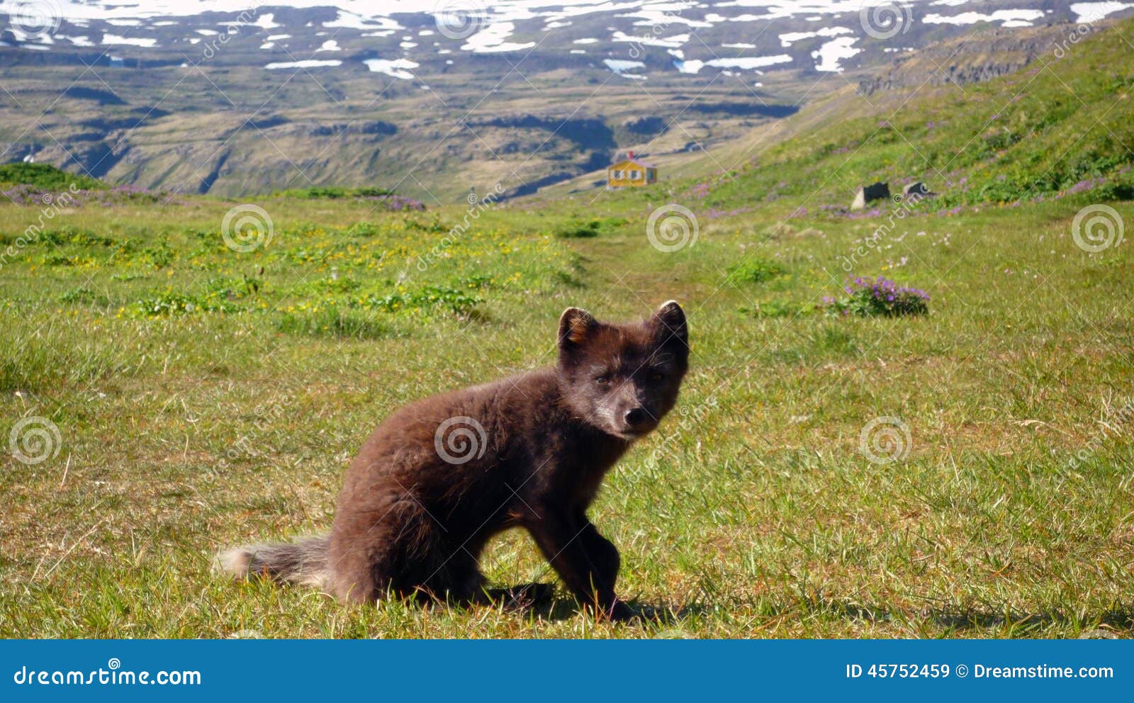 artic fox in hornstrandir