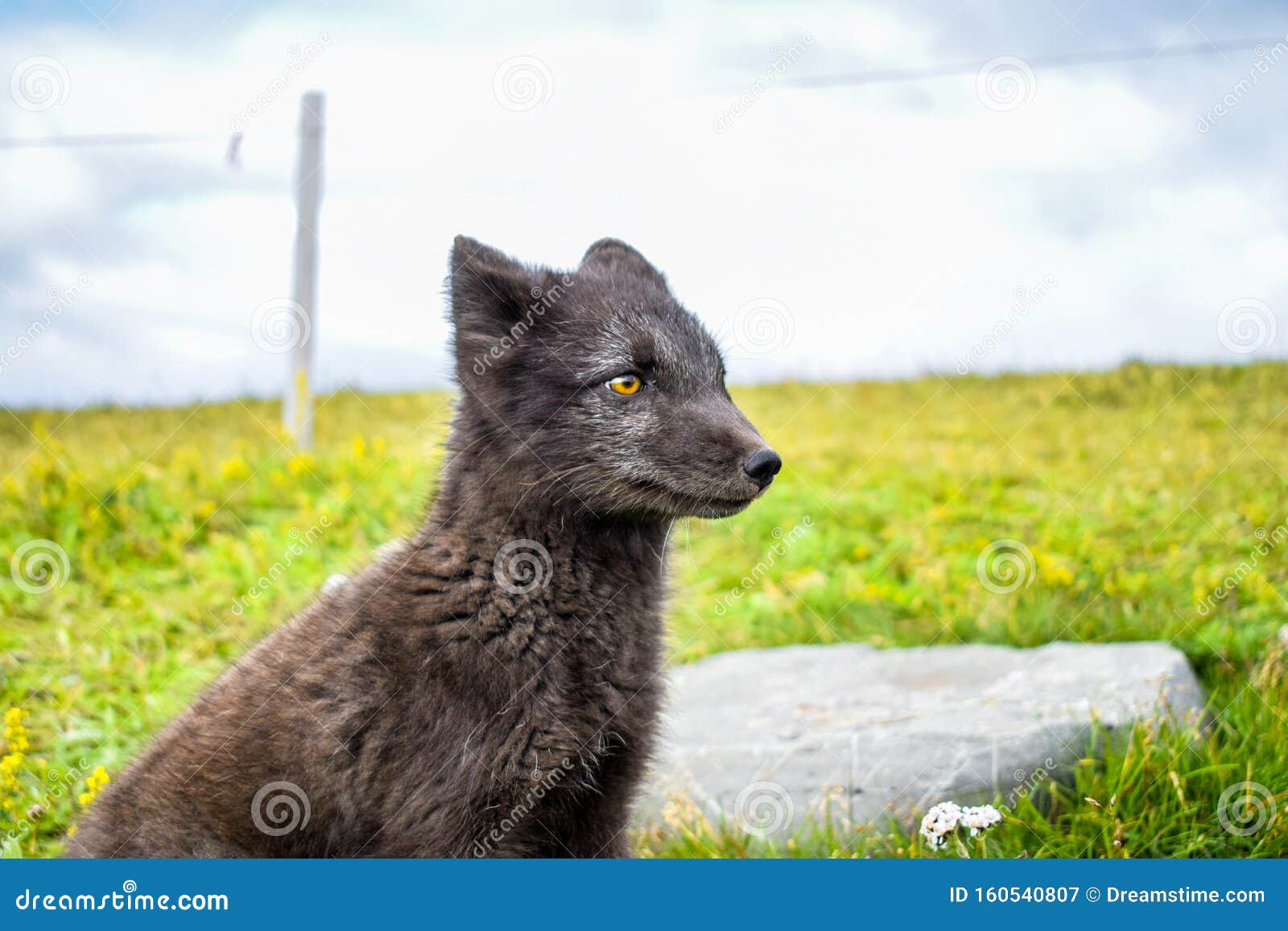 Artic fox Iceland stock image. Image of green, blue 160540807