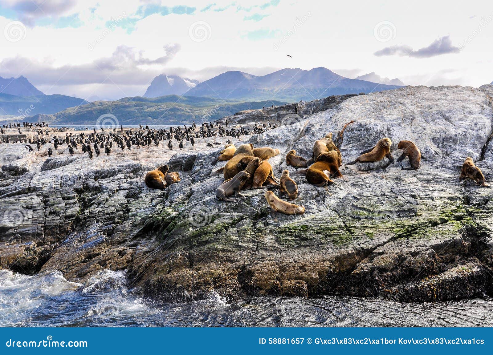 artic wildlife, beagle channel, ushuaia, argentina