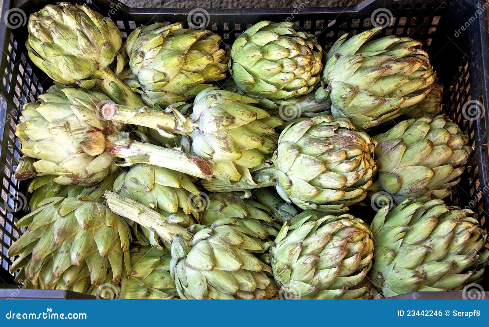 artichoke