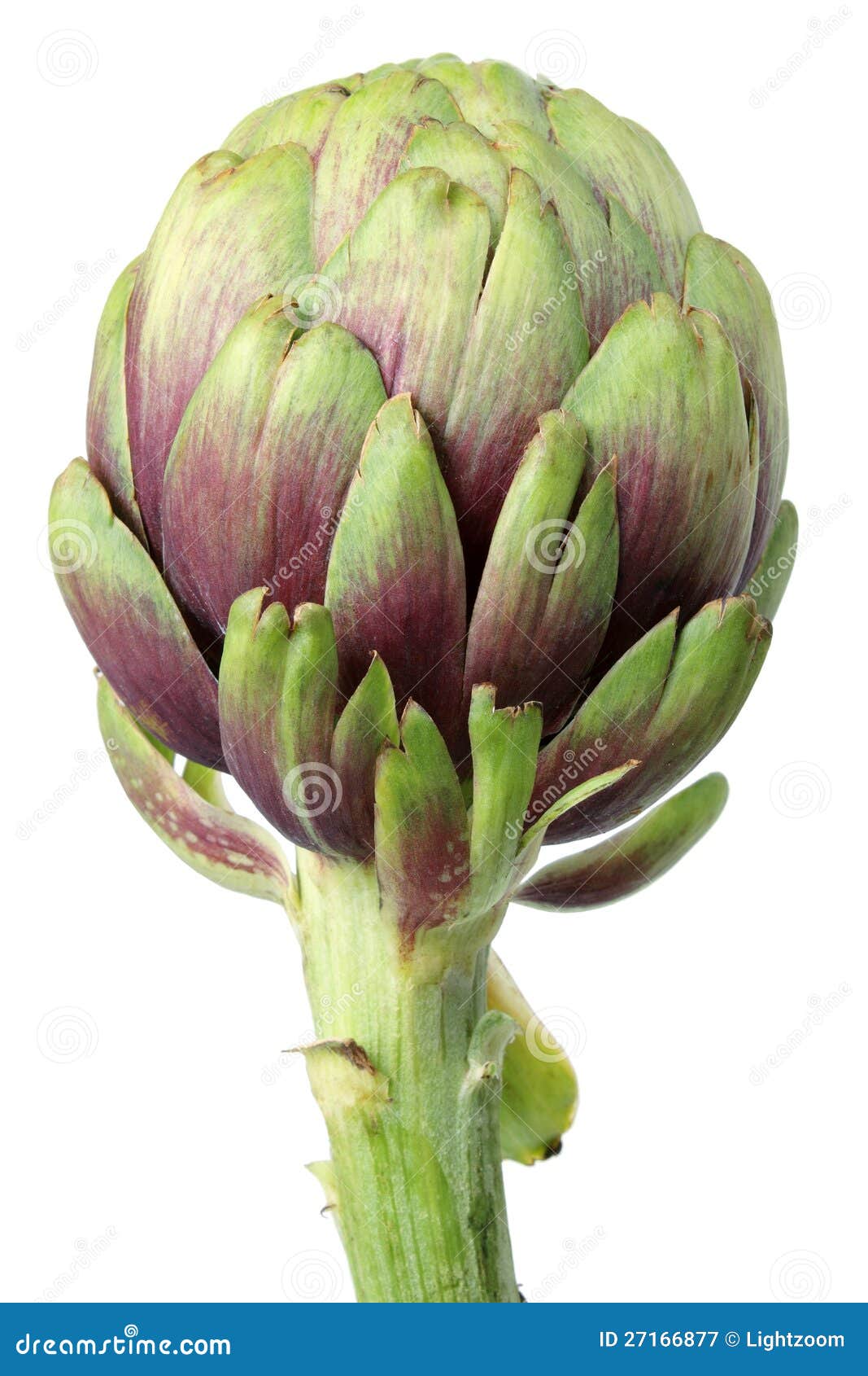 Artichoke stock image. Image of organic, cutout, healthy 27166877