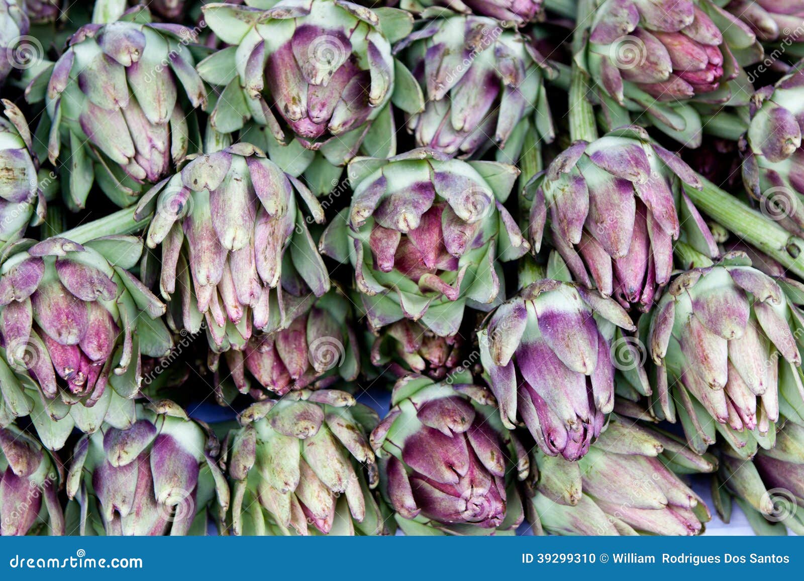Artichoke stock photo. Image of artichoke, open, plant 39299310