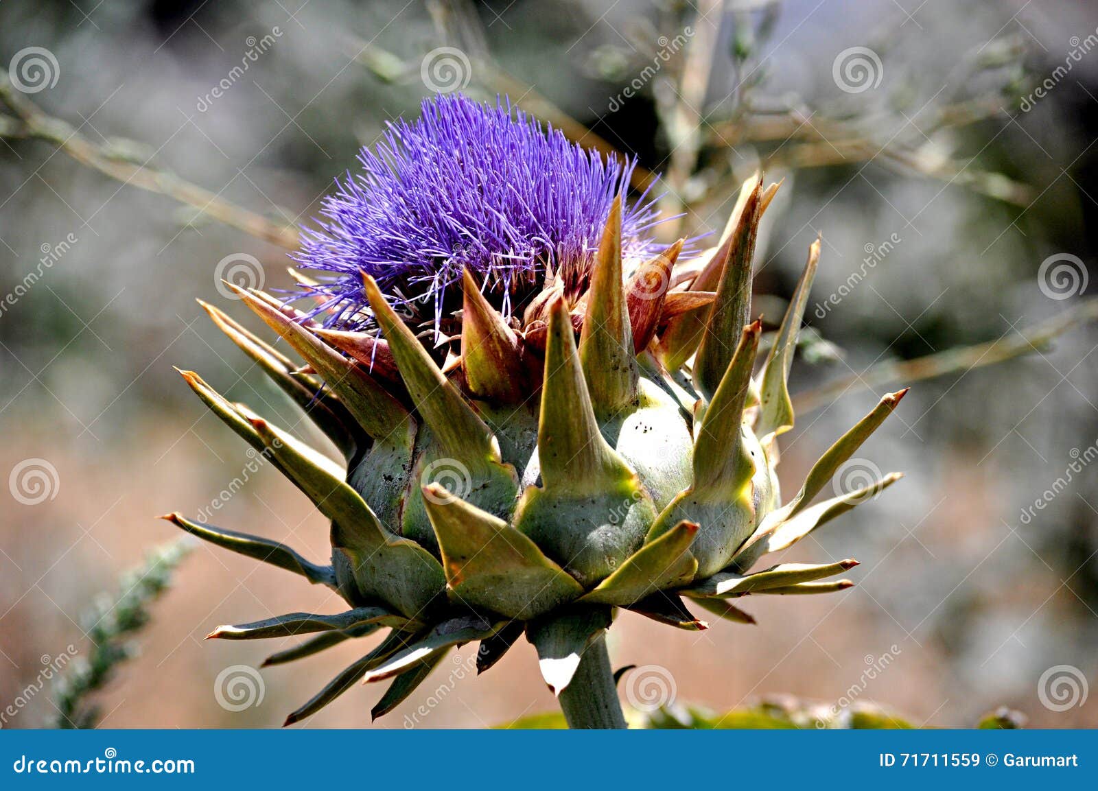 Artichoke in bloom stock image. Image of plant, flowering 71711559