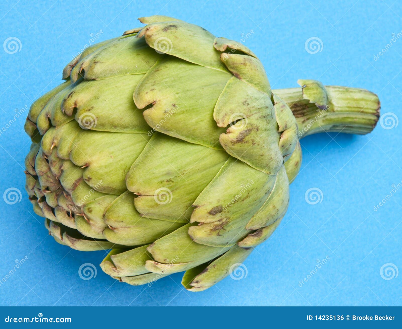 Artichoke on Blue stock photo. Image of vibrant, healthy 14235136