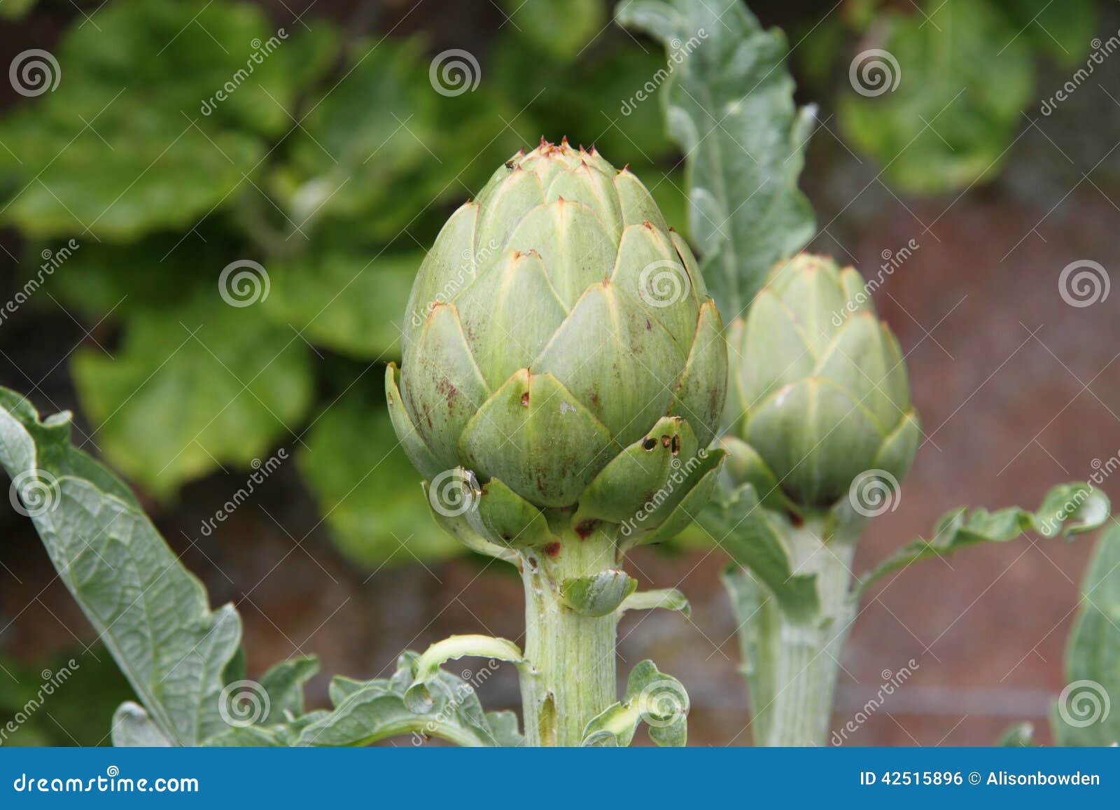 artichoke