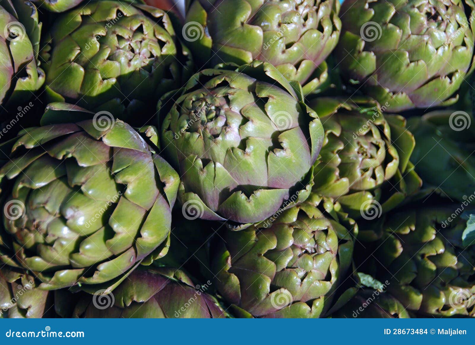 Artichoke buds stock photo. Image of cardunculus, object 28673484