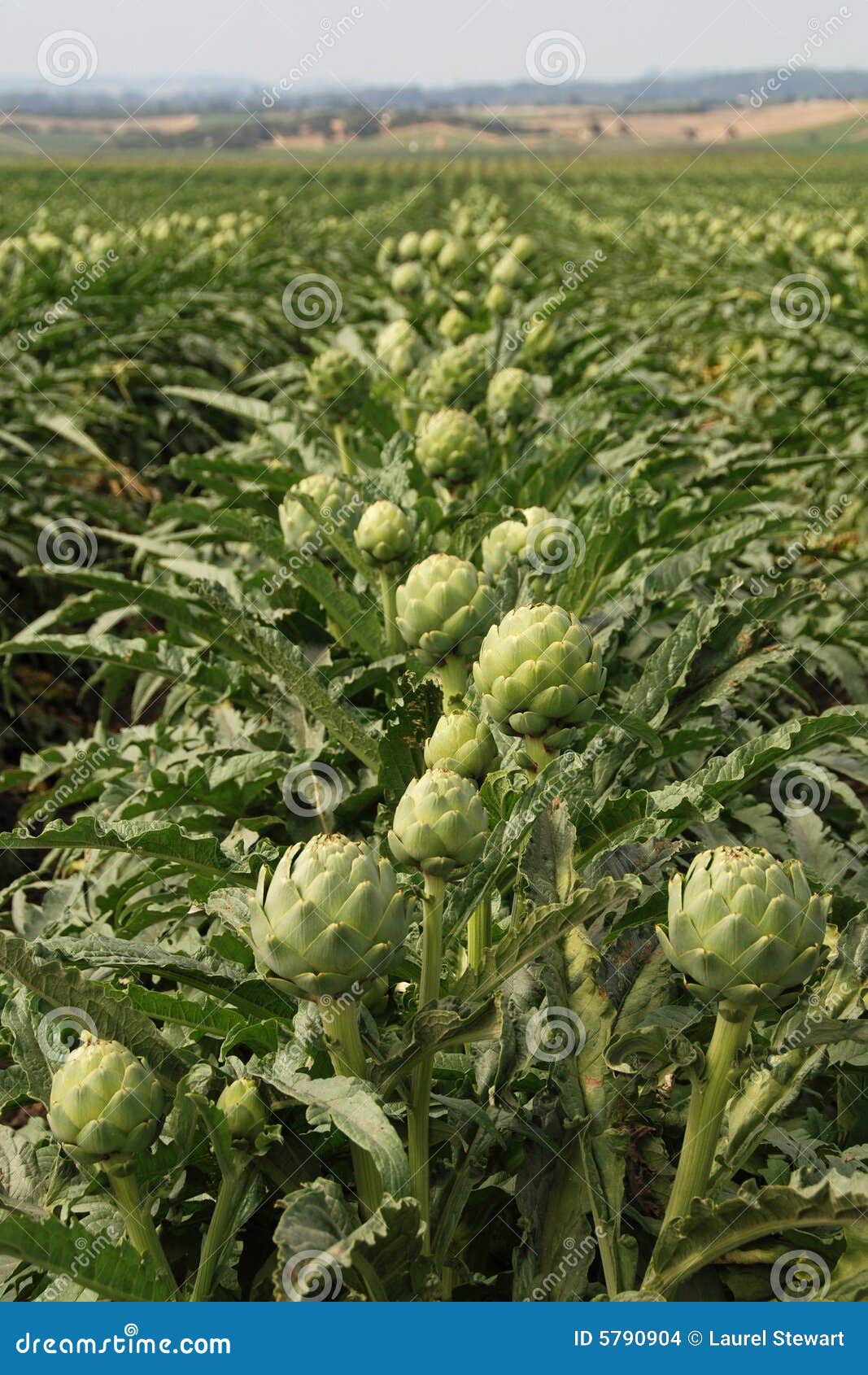 Artichoke fields stock photo. Image of eating, ingredients 5790904