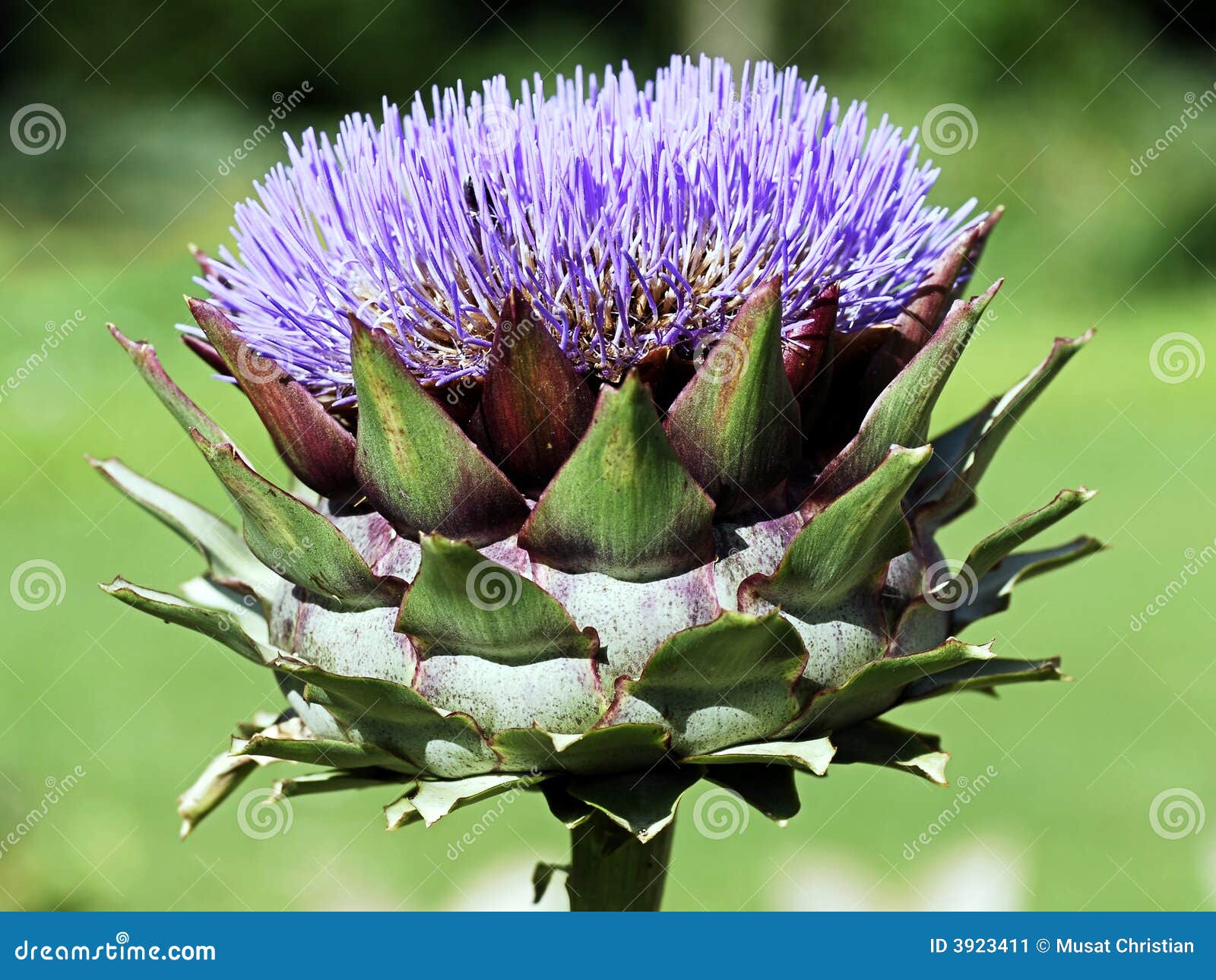 Artichoke flower stock image. Image of closeup, artichoke 3923411