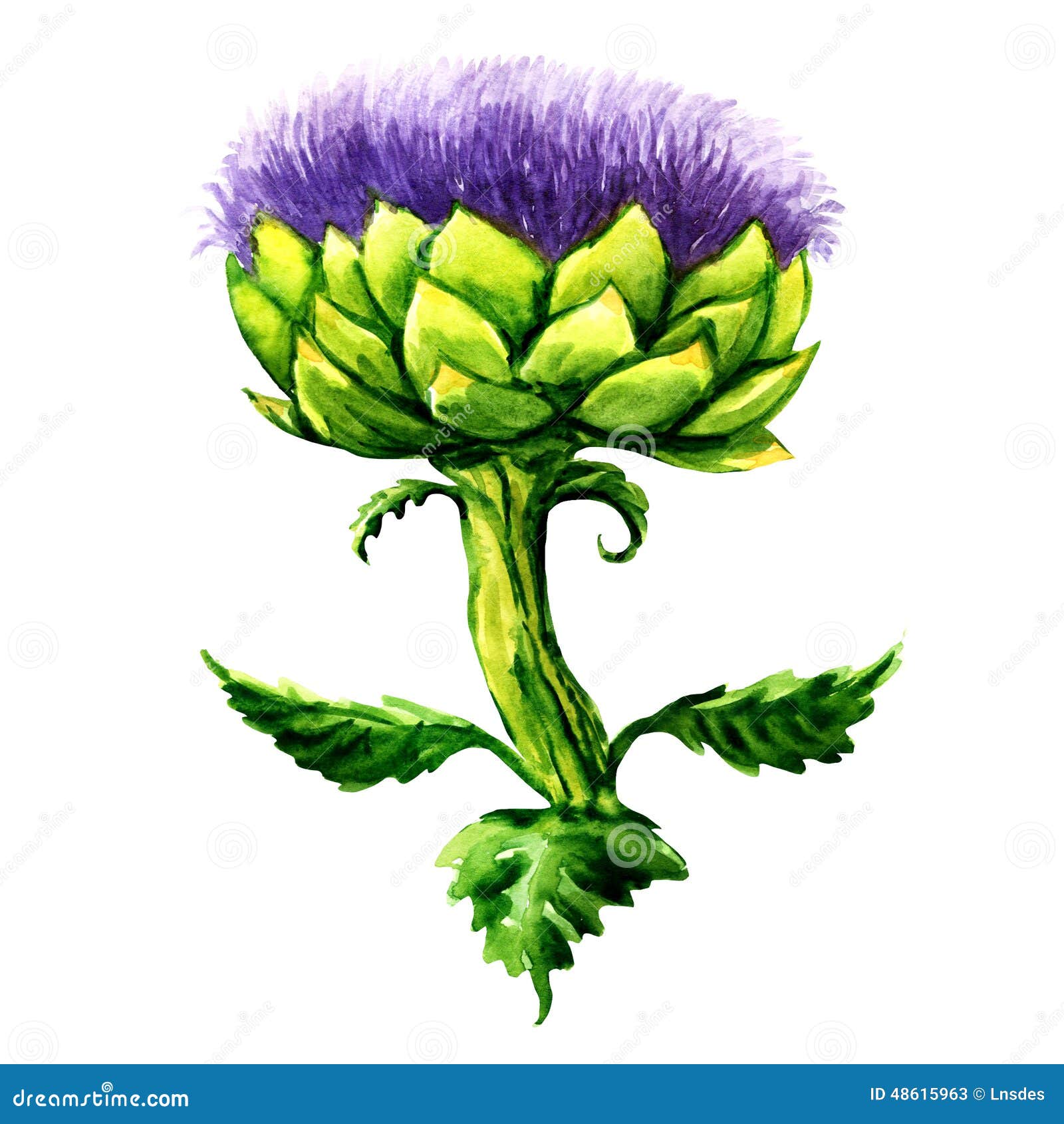 Artichoke Flower Isolated On White Background Stock Illustration - Illustration Of Aquarelle, Bloom: 48615963