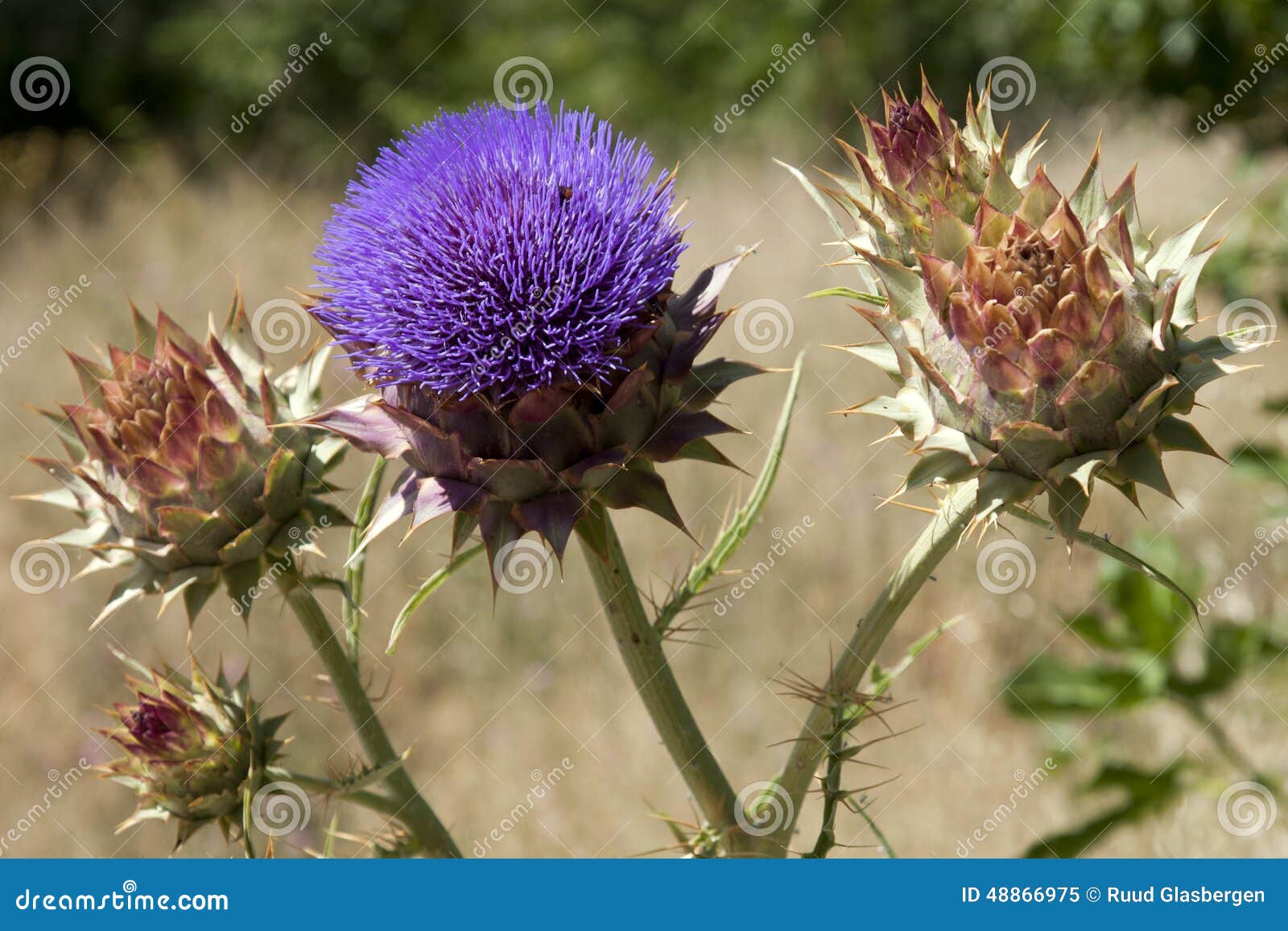 Artichoke in full bloom stock image. Image of open, full 48866975