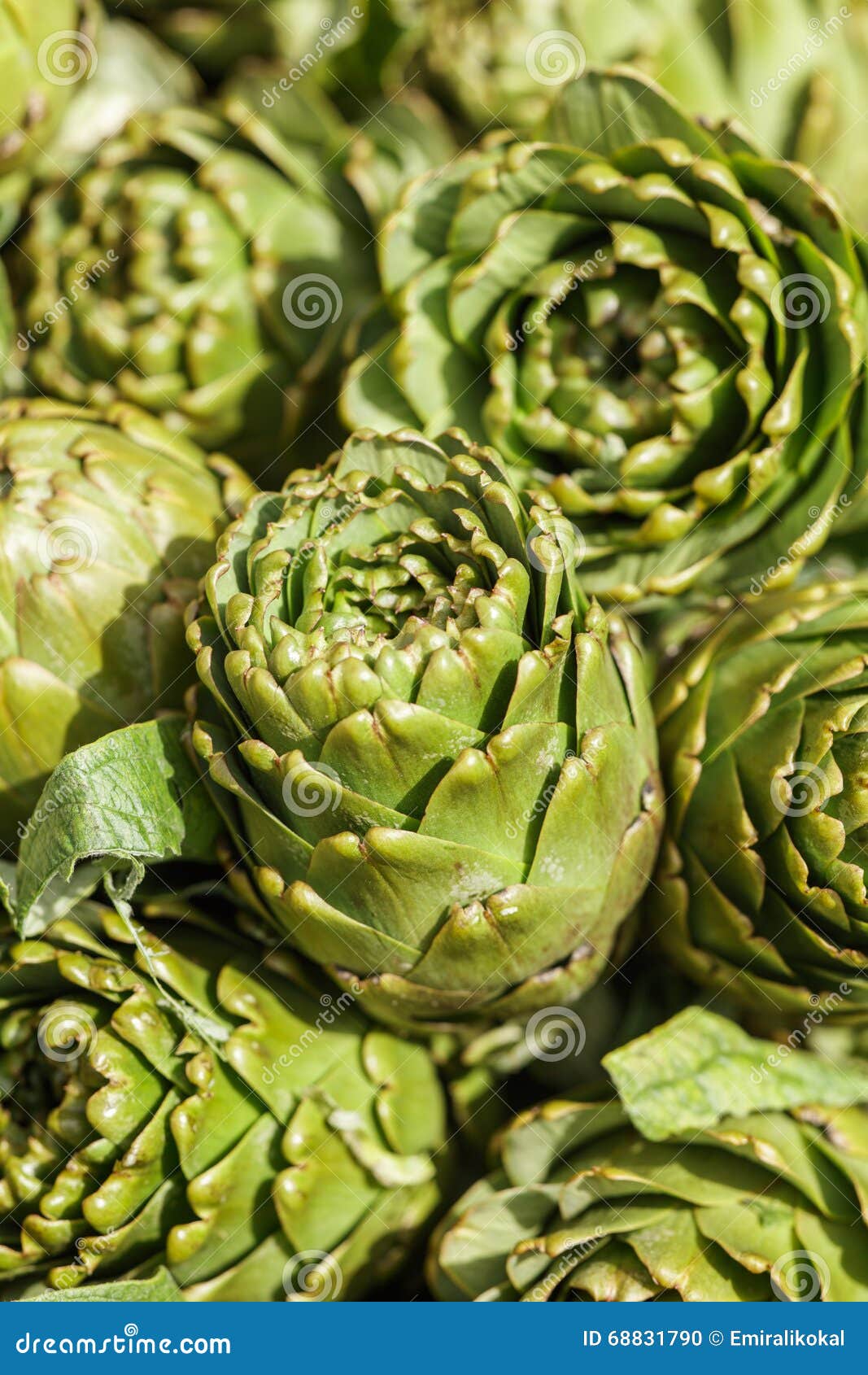 Artichoke in Garden Artichoke Stock Photo Image of groceries, close