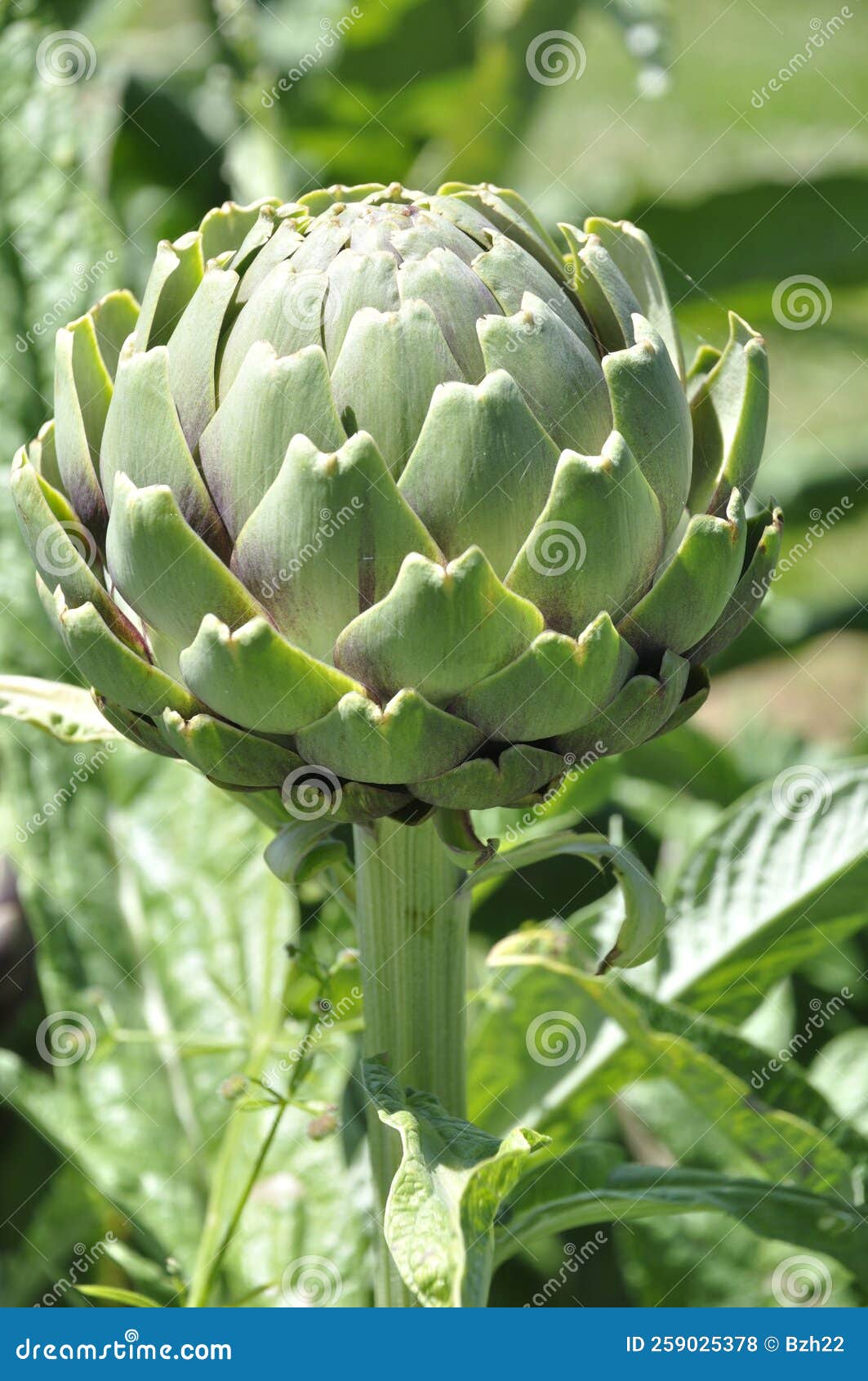 Artichoke in a garden stock photo. Image of botany, garden 259025378