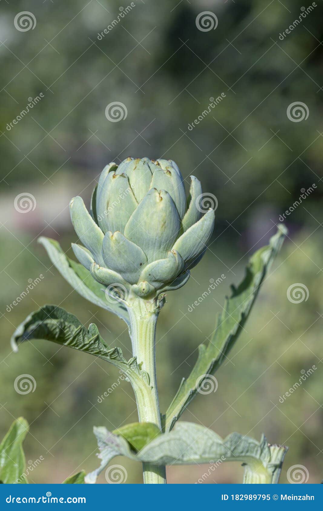 Artichoke Growing at the Vegetable Garden Stock Image Image of