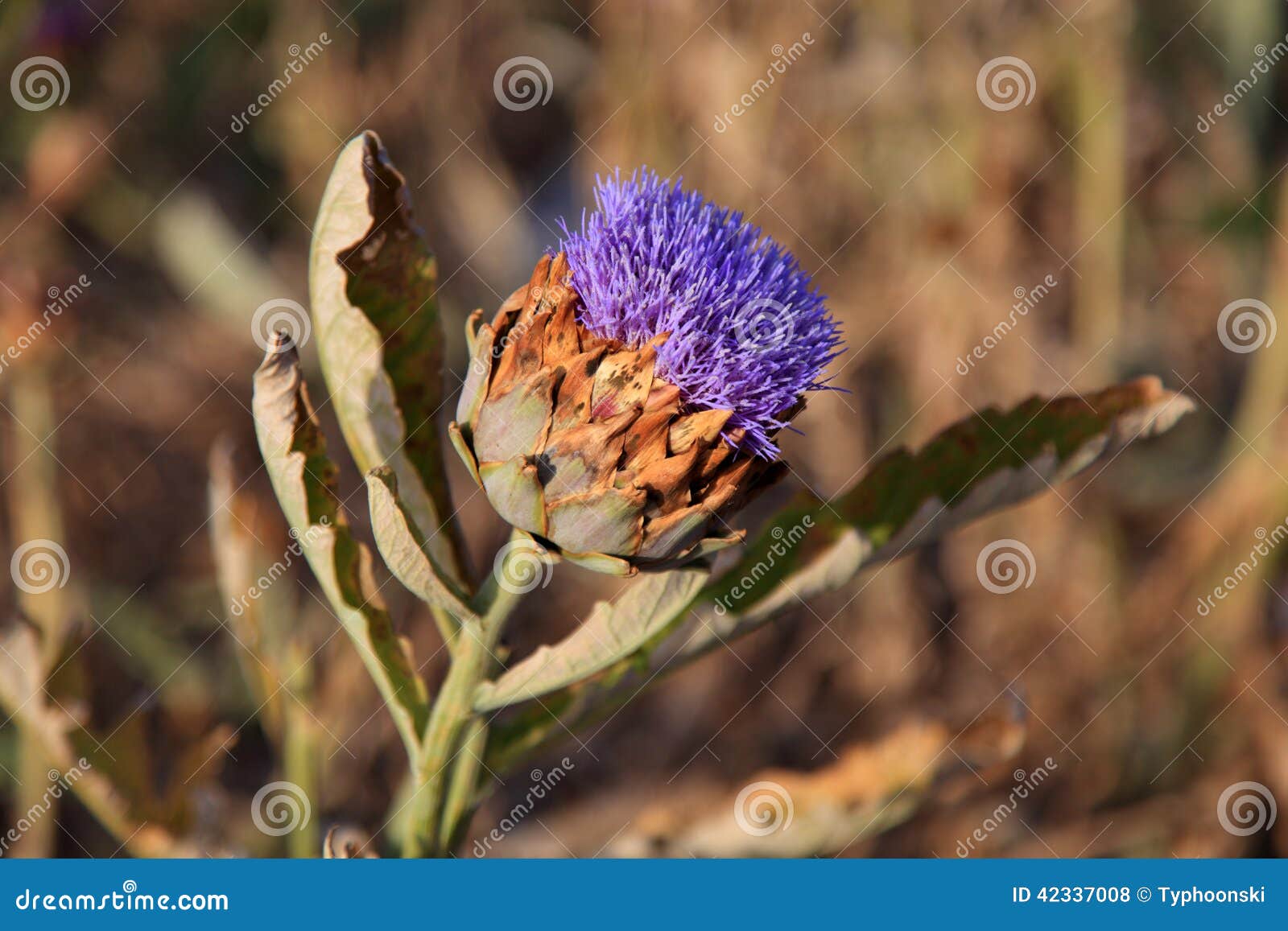Artichoke head with flower stock photo. Image of closeup 42337008