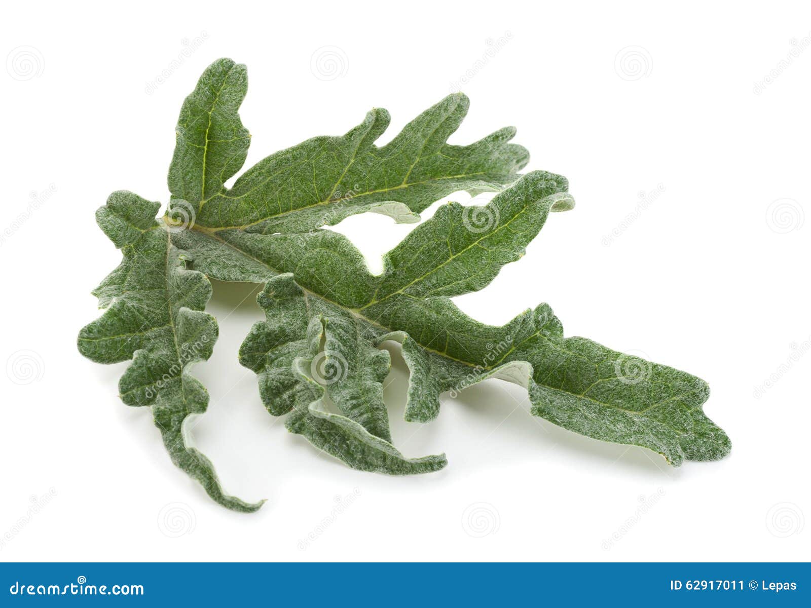 artichoke leaf closeup