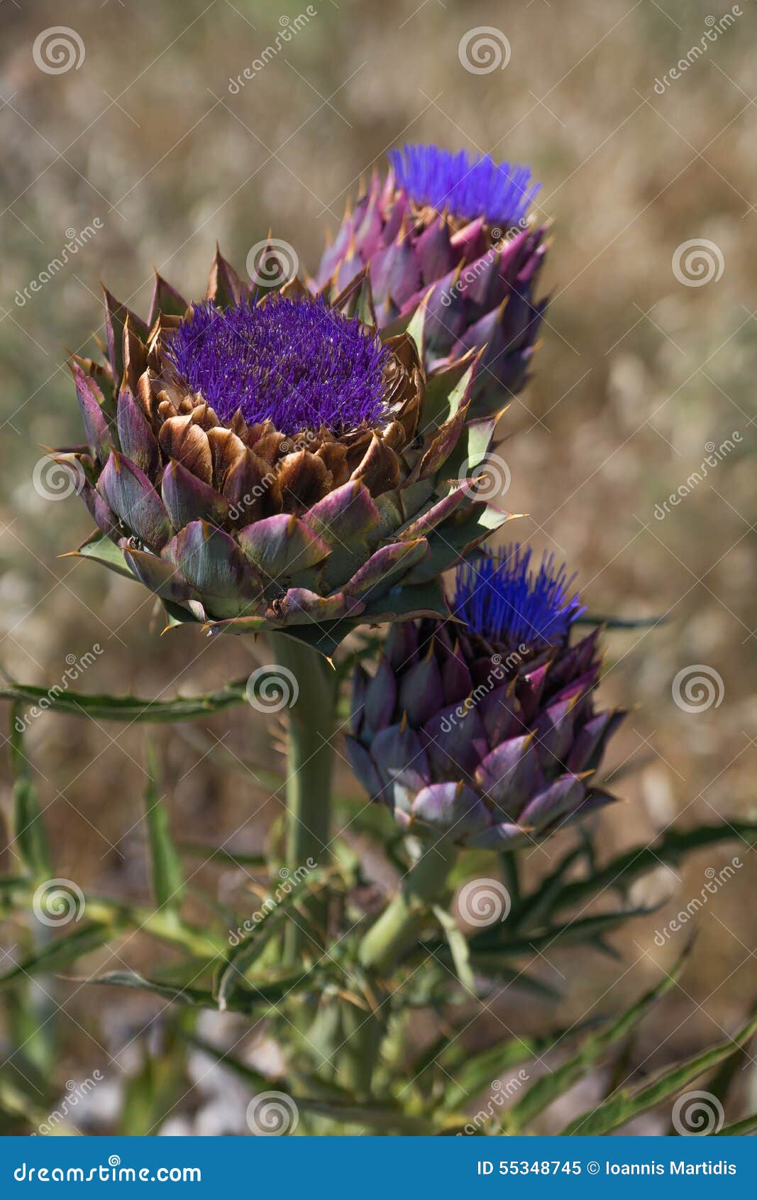 ripe globe artichoke plant  Free stock photos - Rgbstock - Free