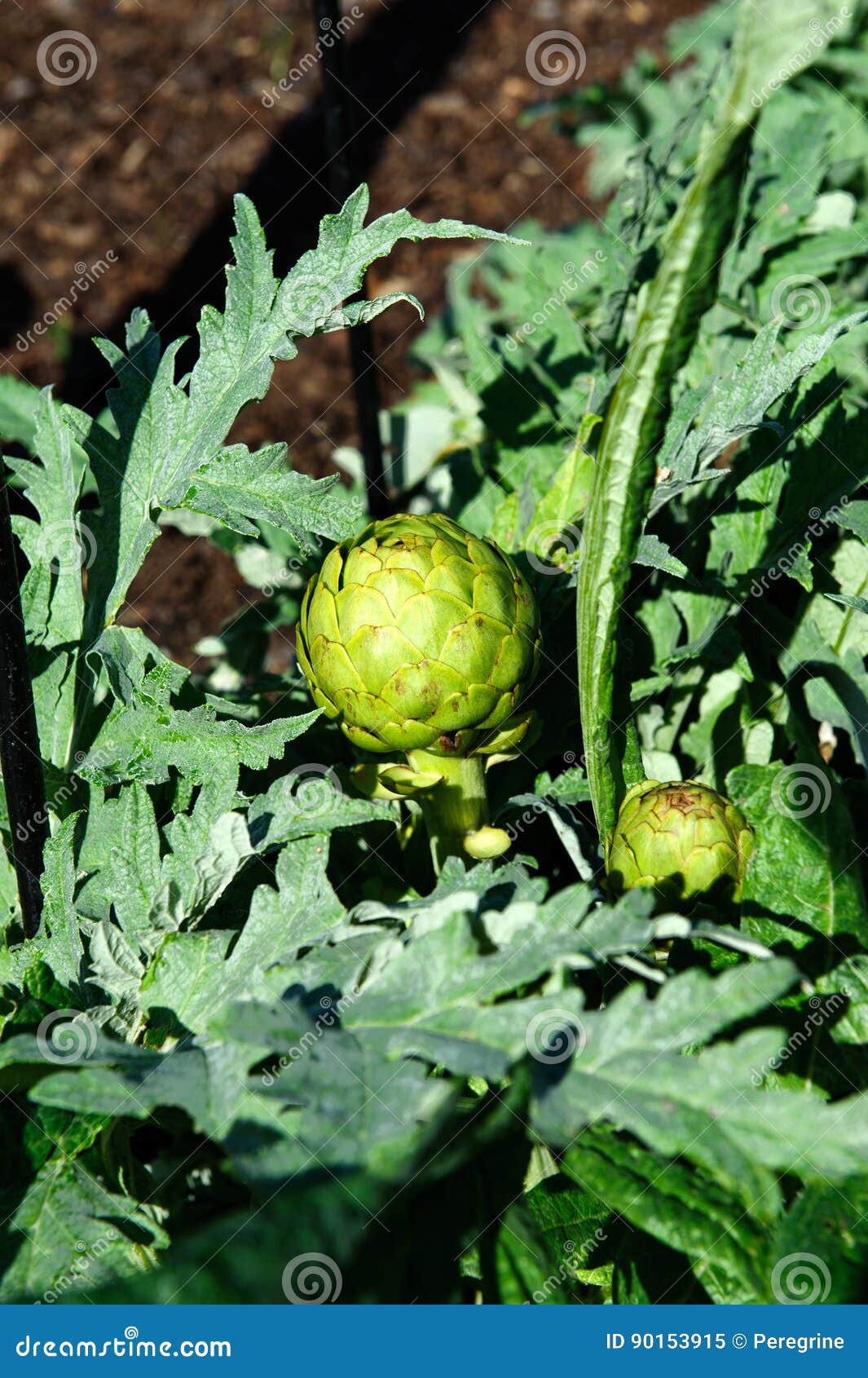 Artichoke stock image. Image of cultivate, garden, time 90153915