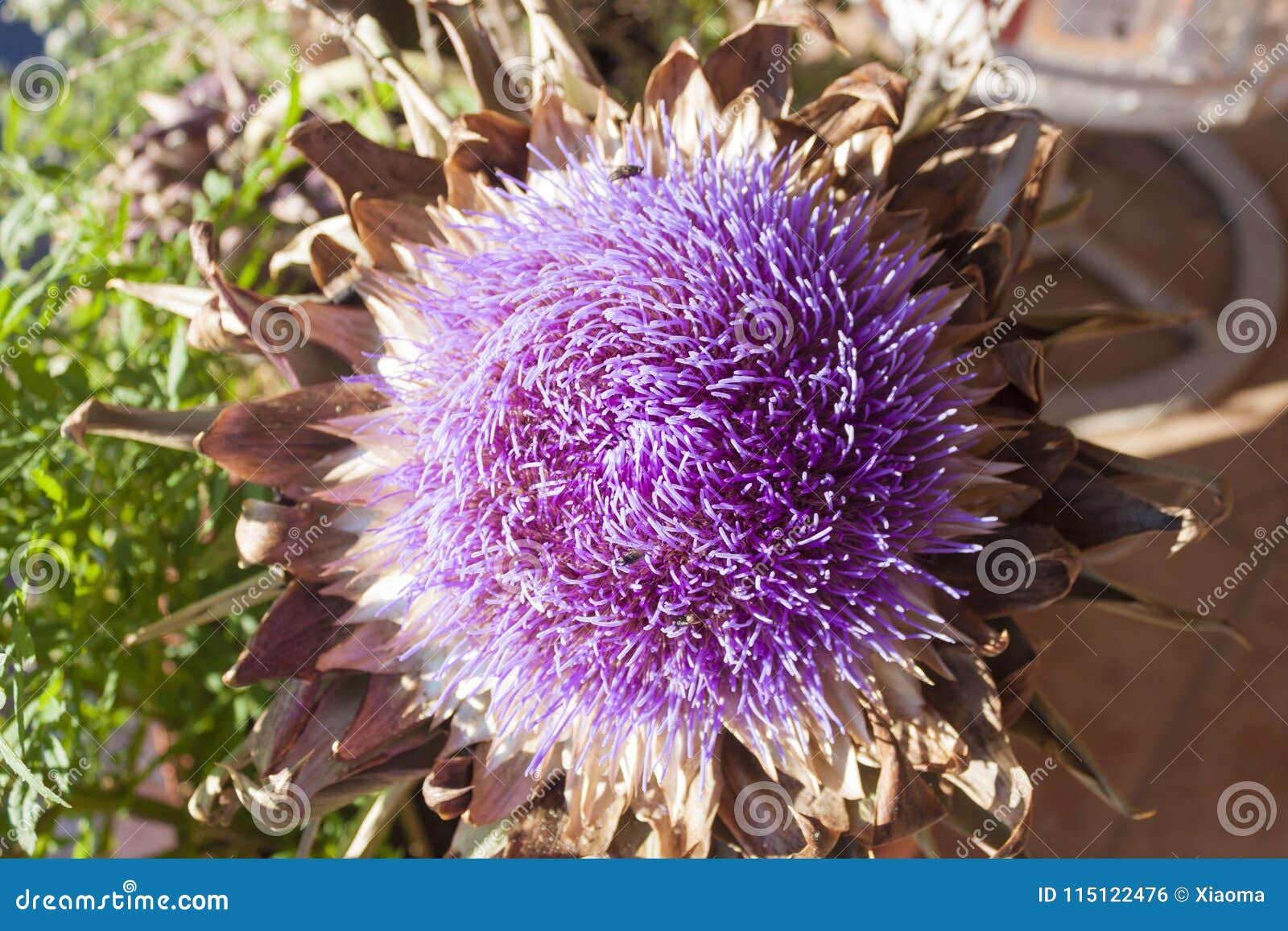 Artichoke Plant in Full Bloom Stock Photo Image of macro, seldom